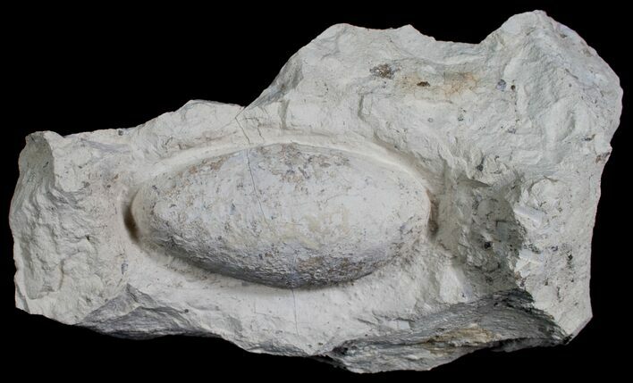 Fossil Crocodile Egg From France - Eocene #6136